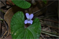 Viola pilosa